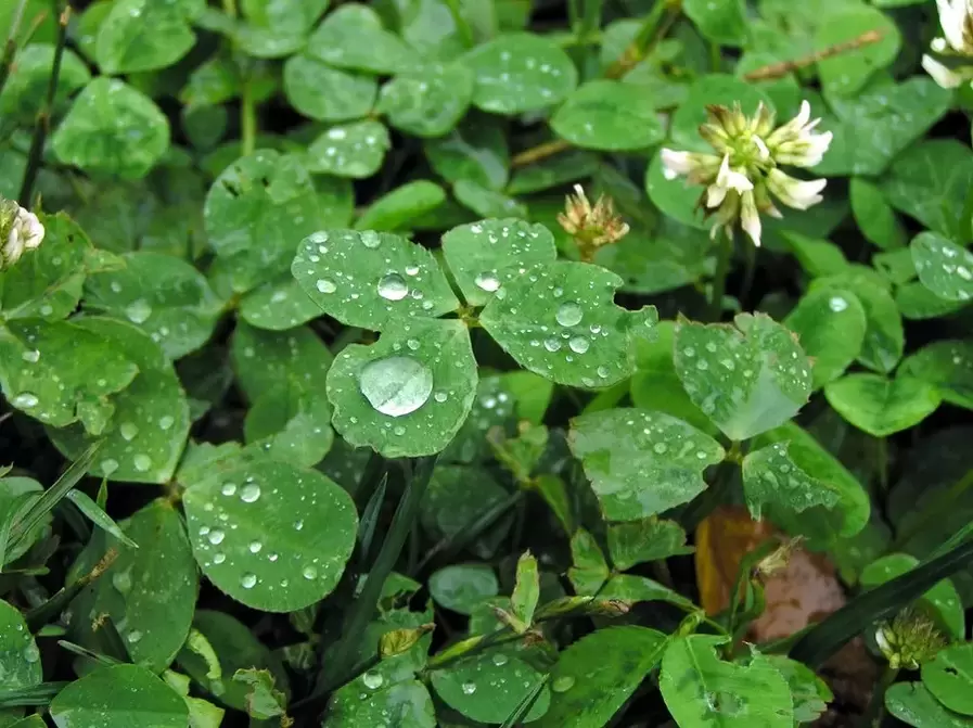 lucky charm-four-leaf clover